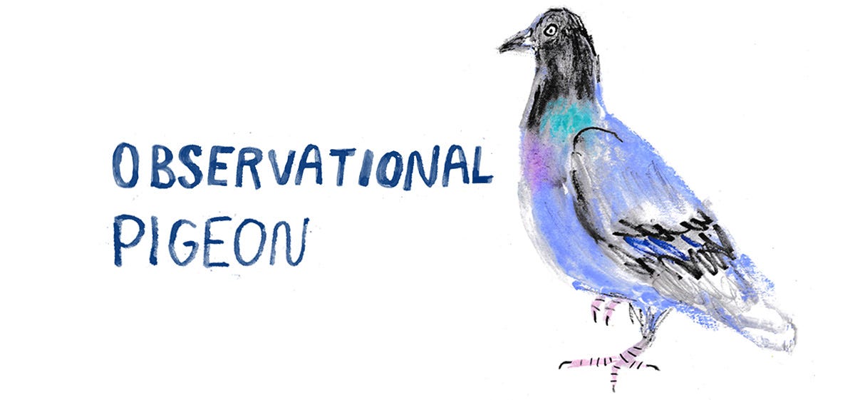 pigeon drawing from observation by Beth Spencer
