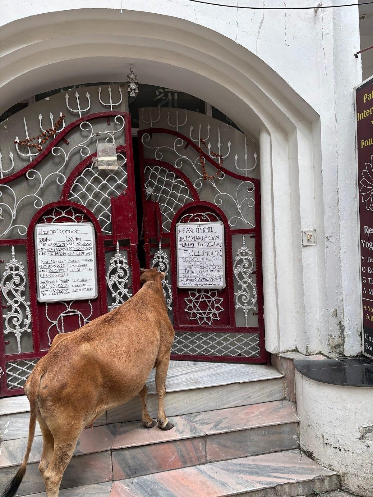 A cow standing in front of a door
Description automatically generated A cow standing in front of a door
Description automatically generated