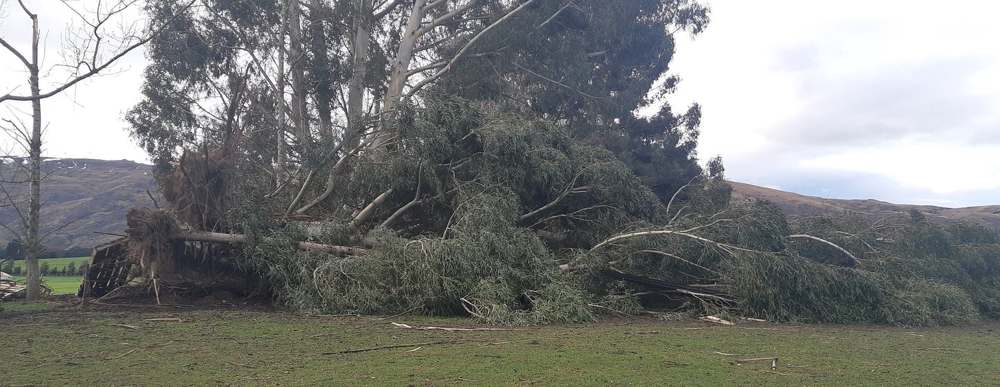 Fallen gum tree. Shallow roots sticking up. 