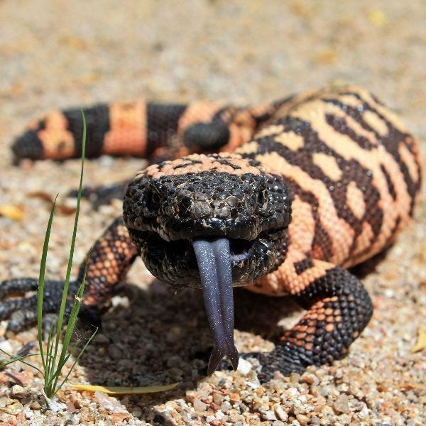 gila monster