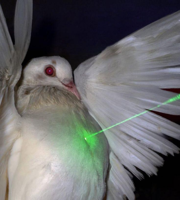 This may contain: a white bird with its wings spread and green lasers in it's mouth