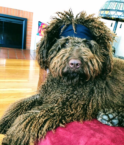 Various images of Paco the Spanish Water Dog