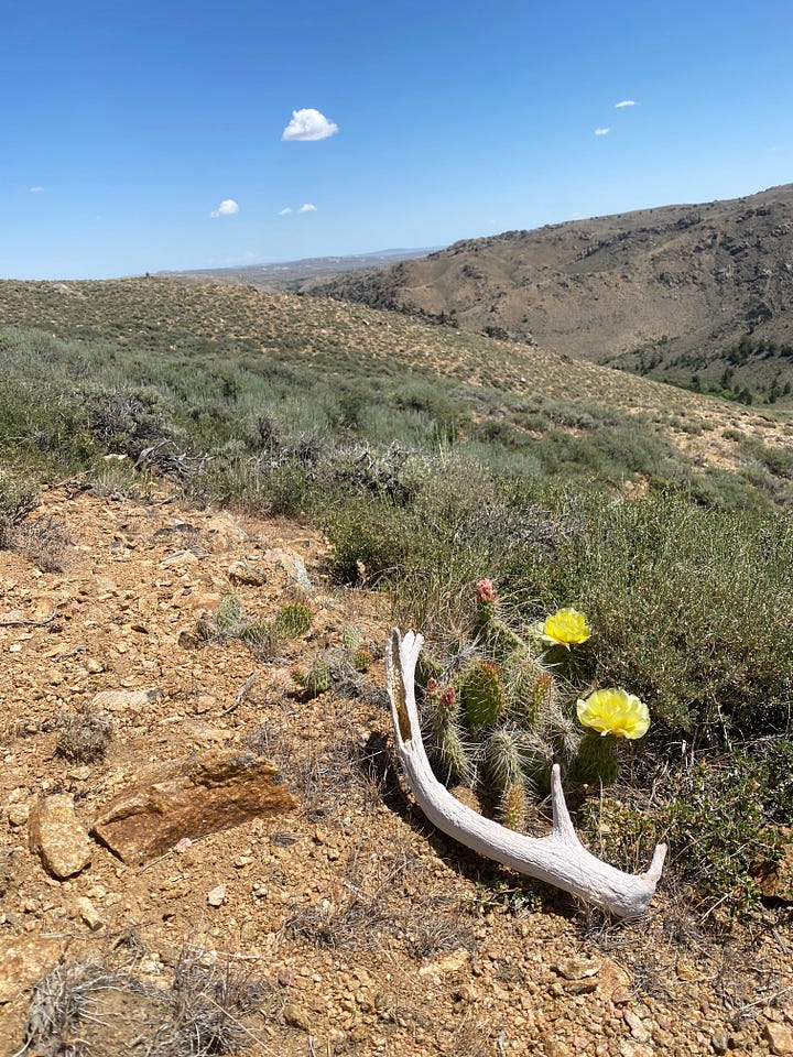 Image of sunset over a mountain lake, image of two dogs in the Red Desert, image of an elk antler shed and a prickly pear bloom, image of author backpacking in the Wind Rivers.