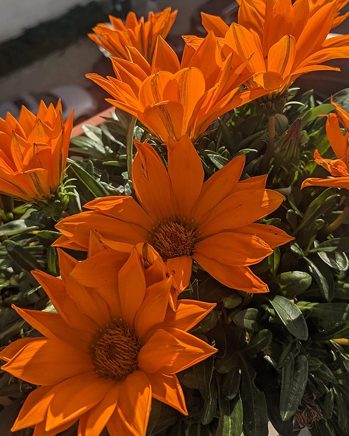 Two photos of orange and yellow Gazania flowers growing in some planters in the sunshine