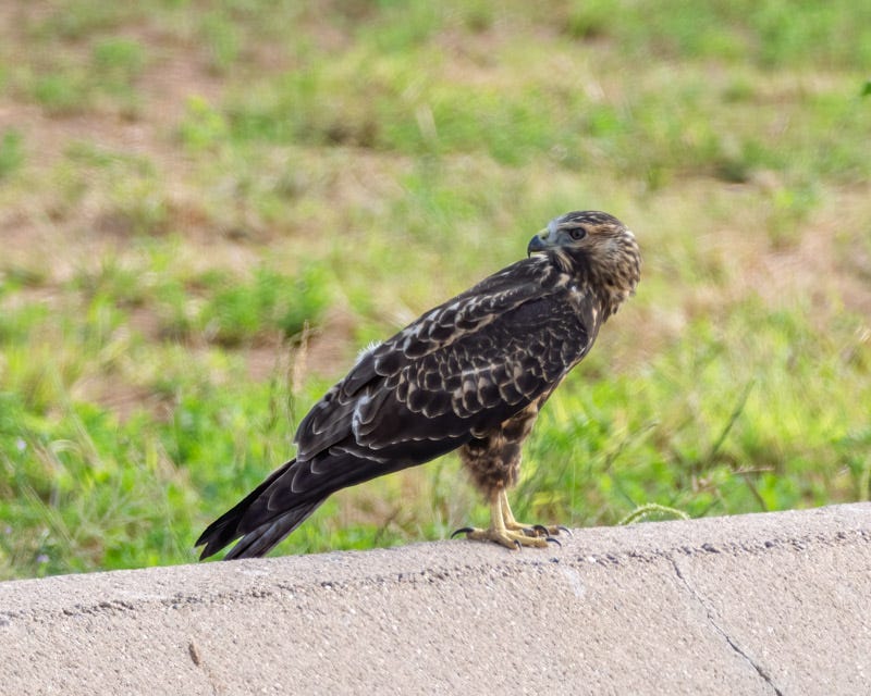 20250906-Manville-281-Edit.jpg 20250906-Manville-281-Edit.jpg