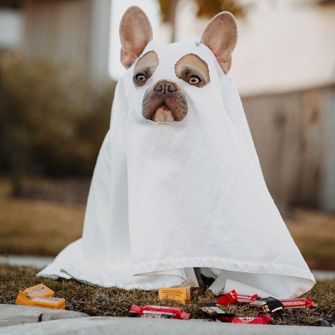 white french bulldog puppy covered with white textile