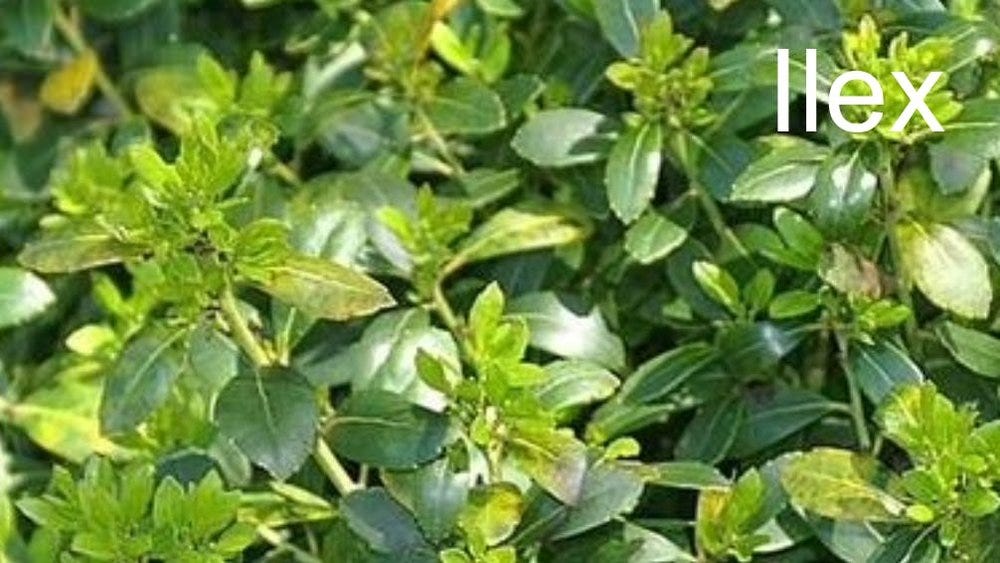 80-trees-shrubs 16.jpeg 80-trees-shrubs 16.jpeg