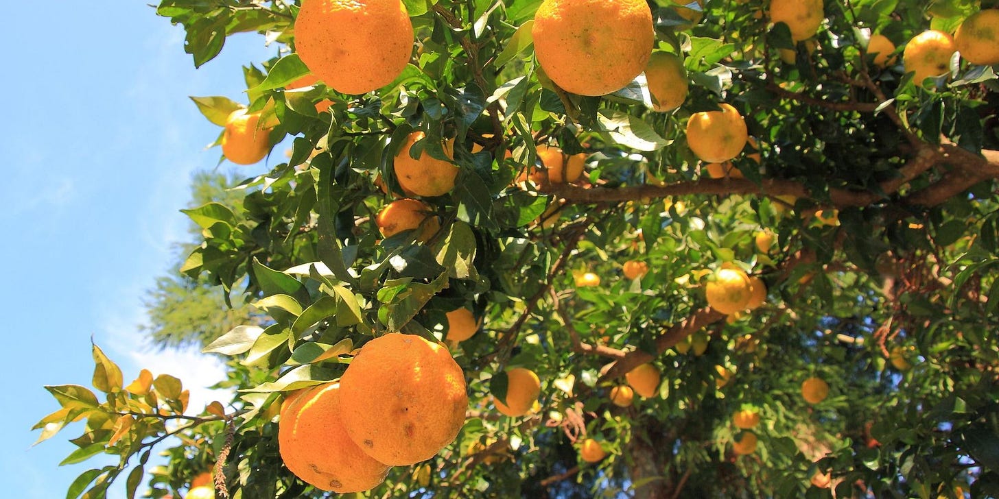 History and Flavors on the Citrus-Scented Yuzu Road ｜Highlights｜VISIT KOCHI  JAPAN