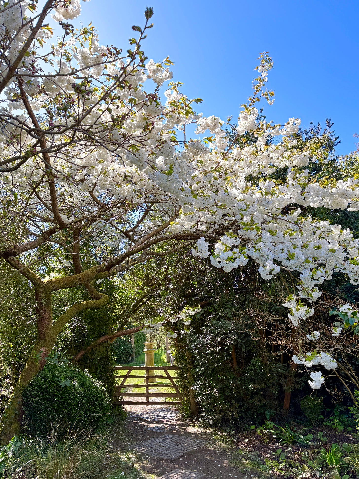 Cherry ‘Taihaku’ planted near the entrance of Balmoral Cottage