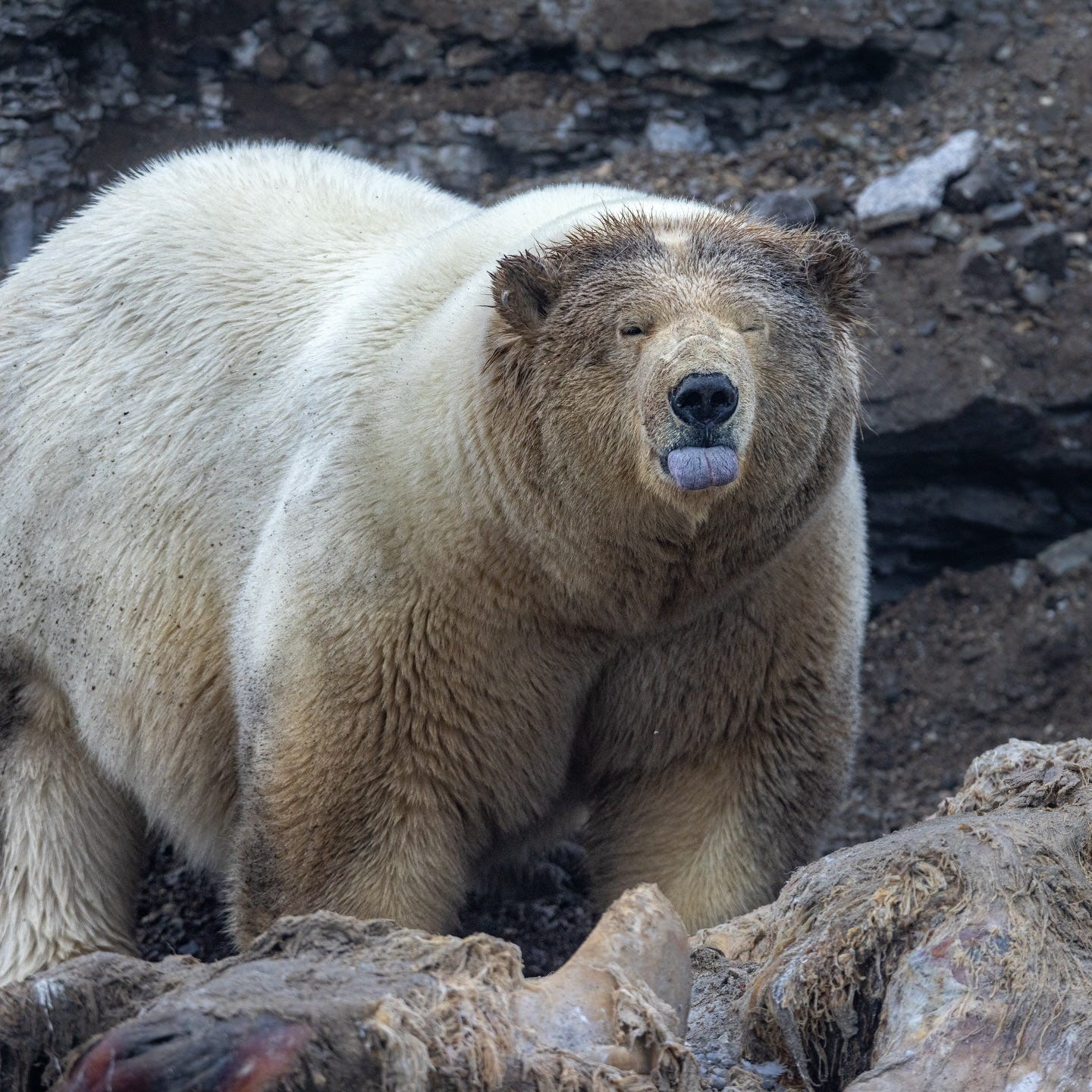 A gigantic polar bear faces the camera with its eyes closed and tongue out; rocks are behind it and it's standing on a whale carcass A gigantic polar bear faces the camera with its eyes closed and tongue out; rocks are behind it and it's standing on a whale carcass