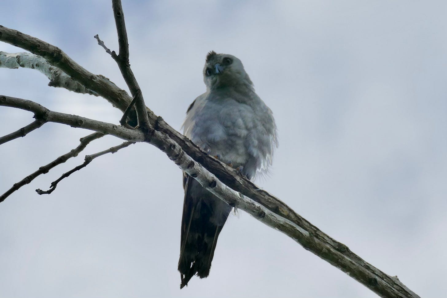 Juvenile Mississippi kite with small and stubby black crest