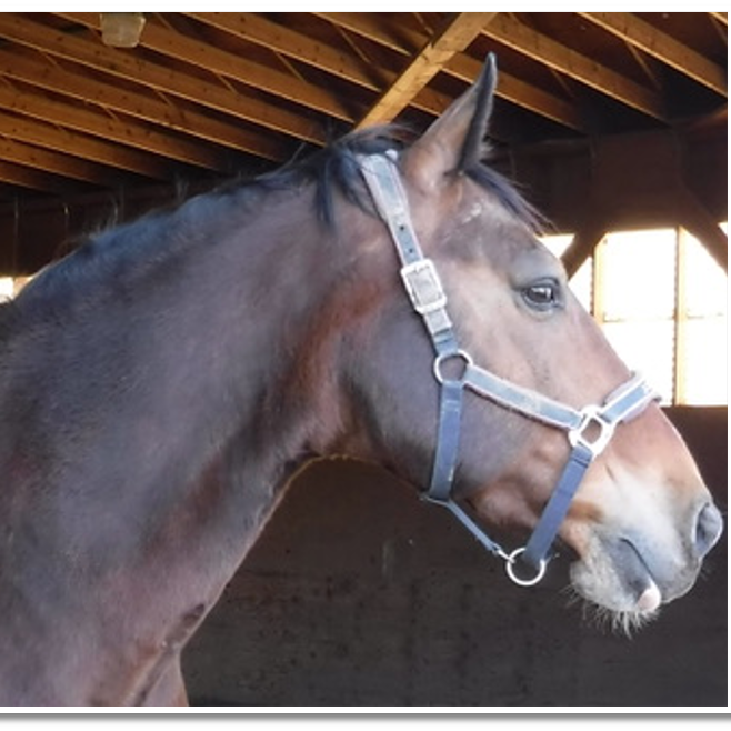 Substack profile picture for @horses