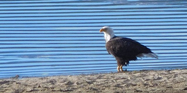 Big Bear Eagles Big Bear Eagles