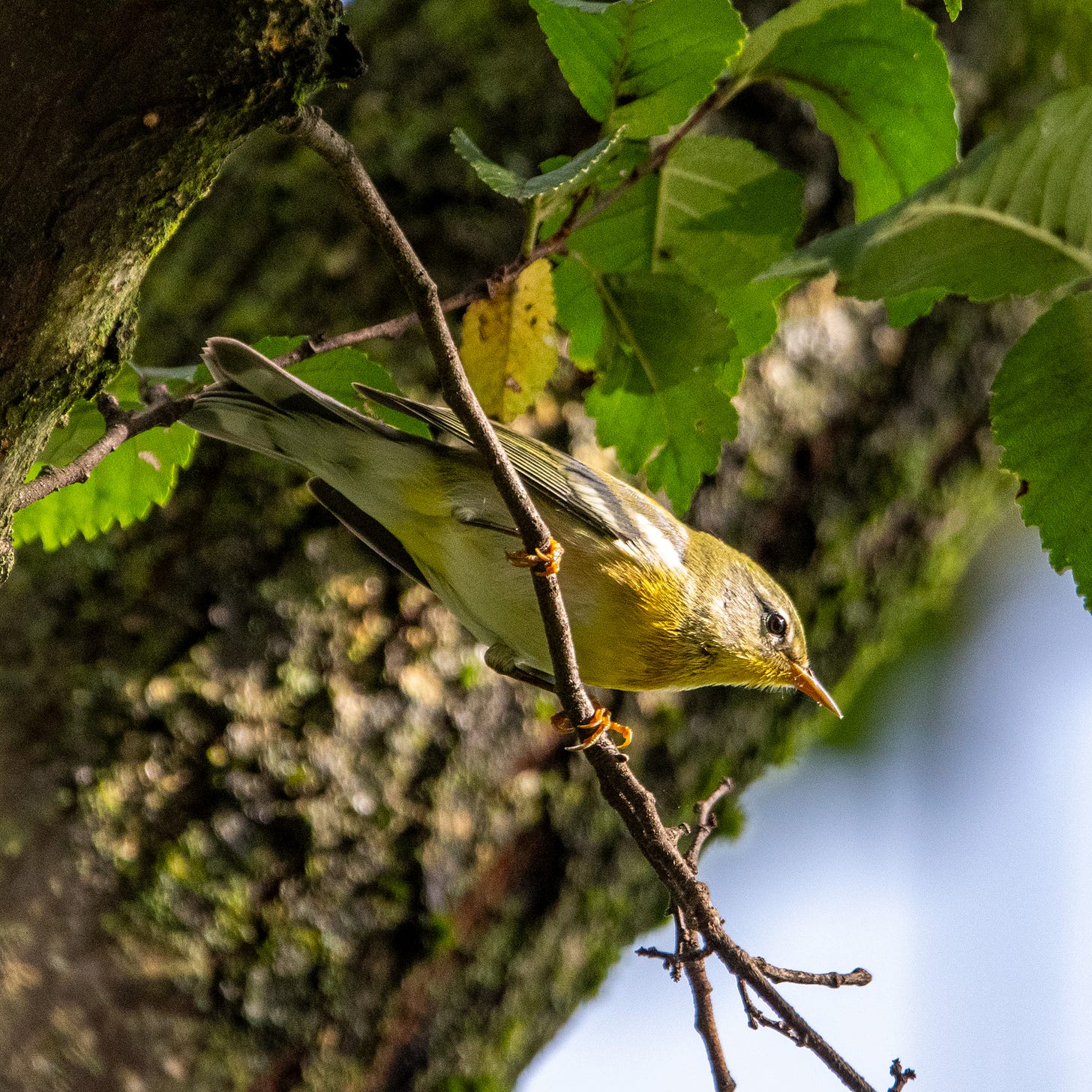A Northern parula perched on a slender twig, looking down and to the right
