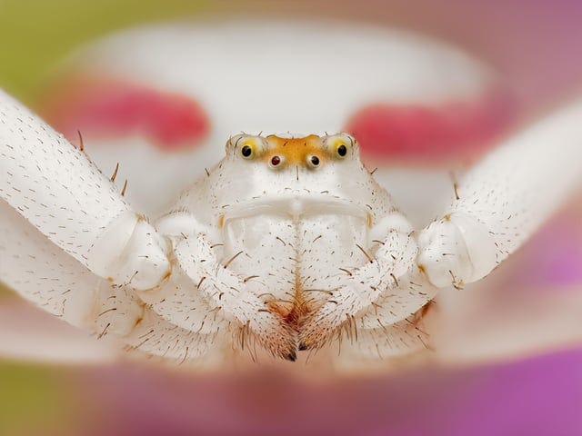 r/macrophotography - Crab spider portrait in her flower