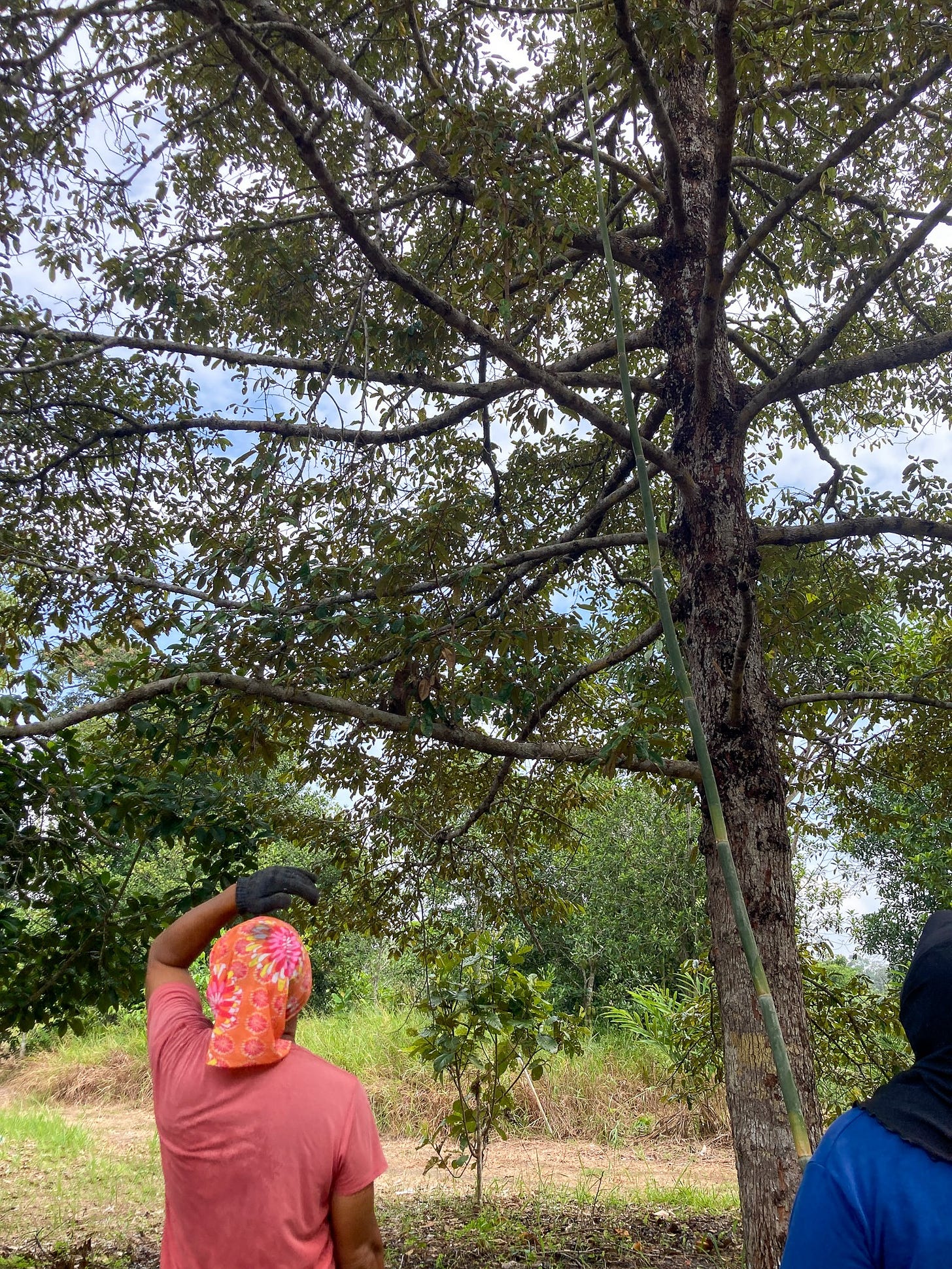 durian tree durian tree