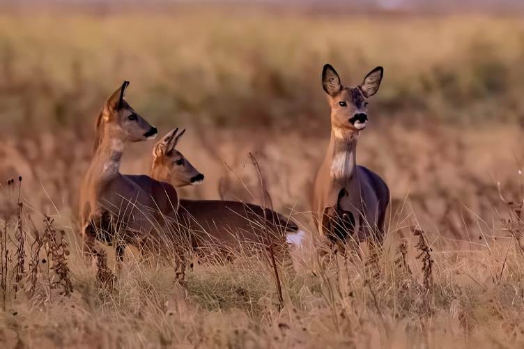 A group of deer in a field

AI-generated content may be incorrect.