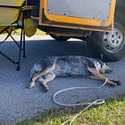 Well-behaved and composed and good