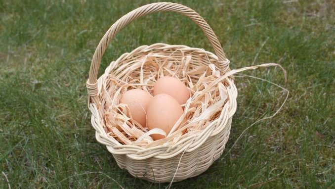 L'investisseur débutant doit éviter de mettre tous ses oeufs dans le même panier L'investisseur débutant doit éviter de mettre tous ses oeufs dans le même panier