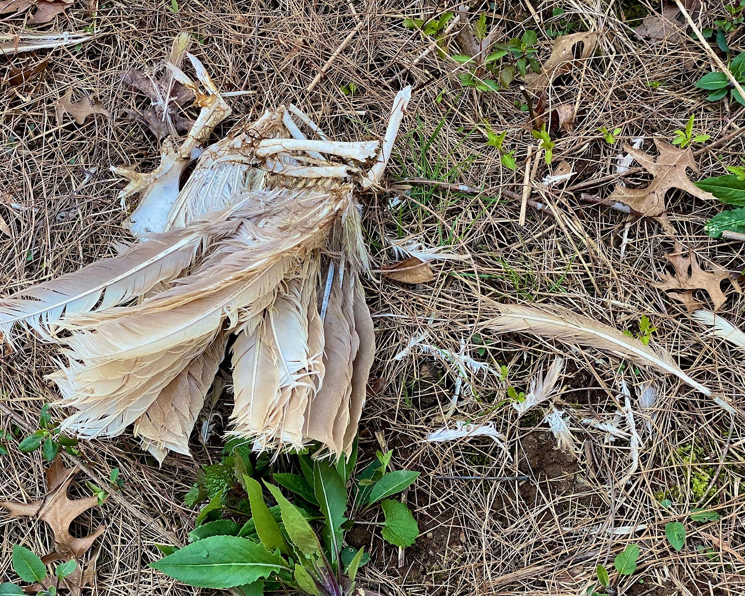 The feathery remains of a dead goose.