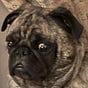 Pug Patriot's avatar