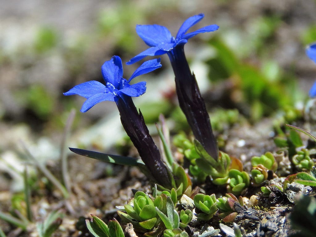 two Bavarian gentians, five petaled blue flowers. "Gentiana bavarica ssp s뫊ulis (Bavarian Gentian)" by Hugh Knott is licensed under CC BY-ND 2.0. two Bavarian gentians, five petaled blue flowers. "Gentiana bavarica ssp s뫊ulis (Bavarian Gentian)" by Hugh Knott is licensed under CC BY-ND 2.0.
