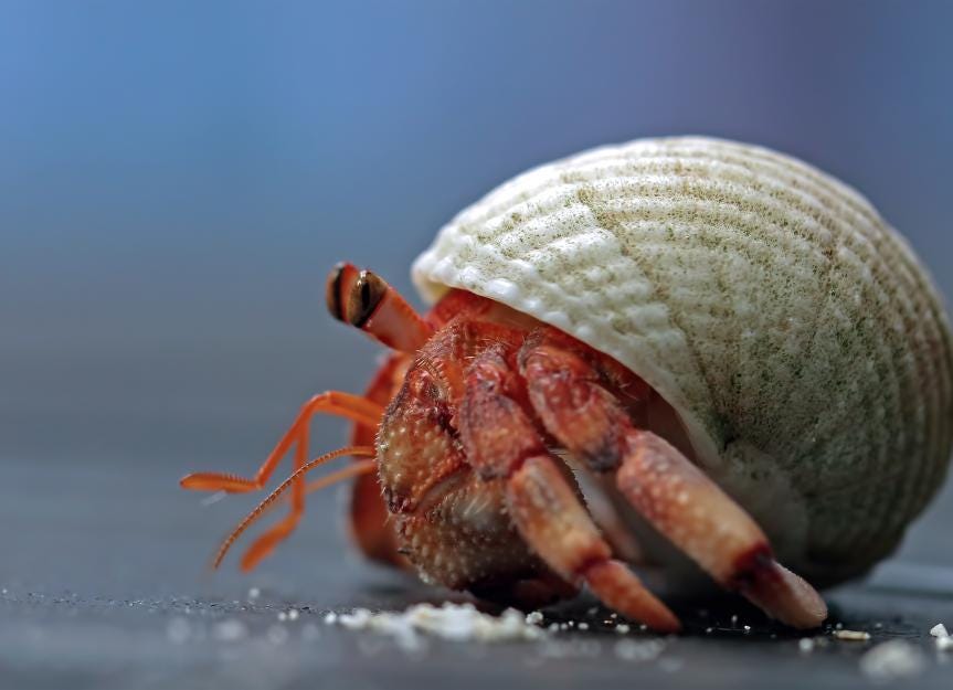 Hermit Crab Care Sheet | PetMD