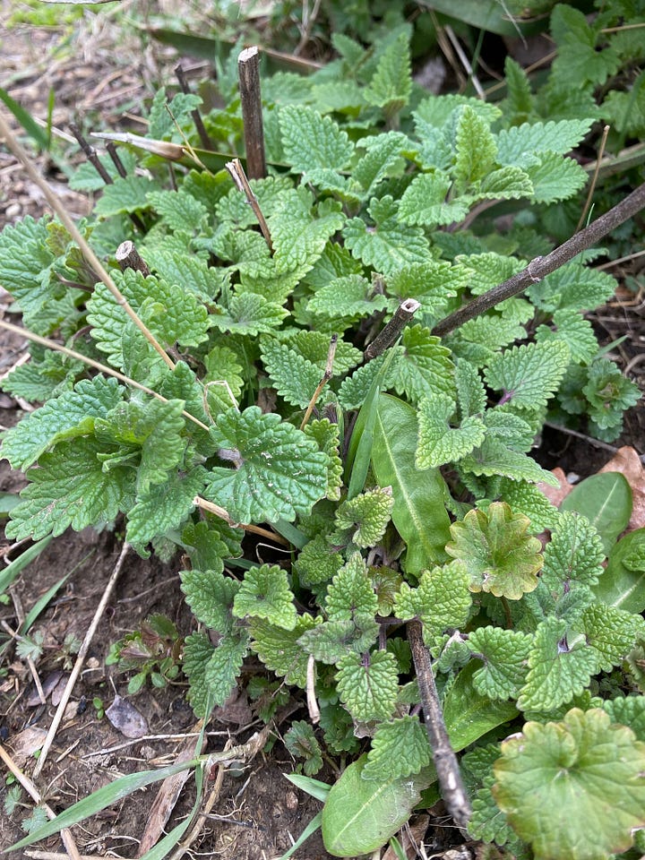 perennial catnip greening up in early spring
