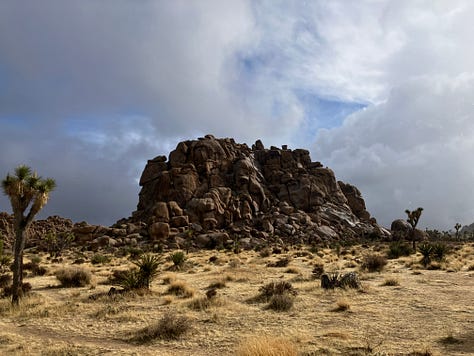 Joshua trees and boulders in the national park