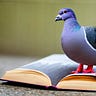 Read Me