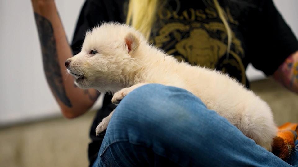 TRND COMPANY HOPES TO BRING BACK DIRE WOLVES TRND COMPANY HOPES TO BRING BACK DIRE WOLVES