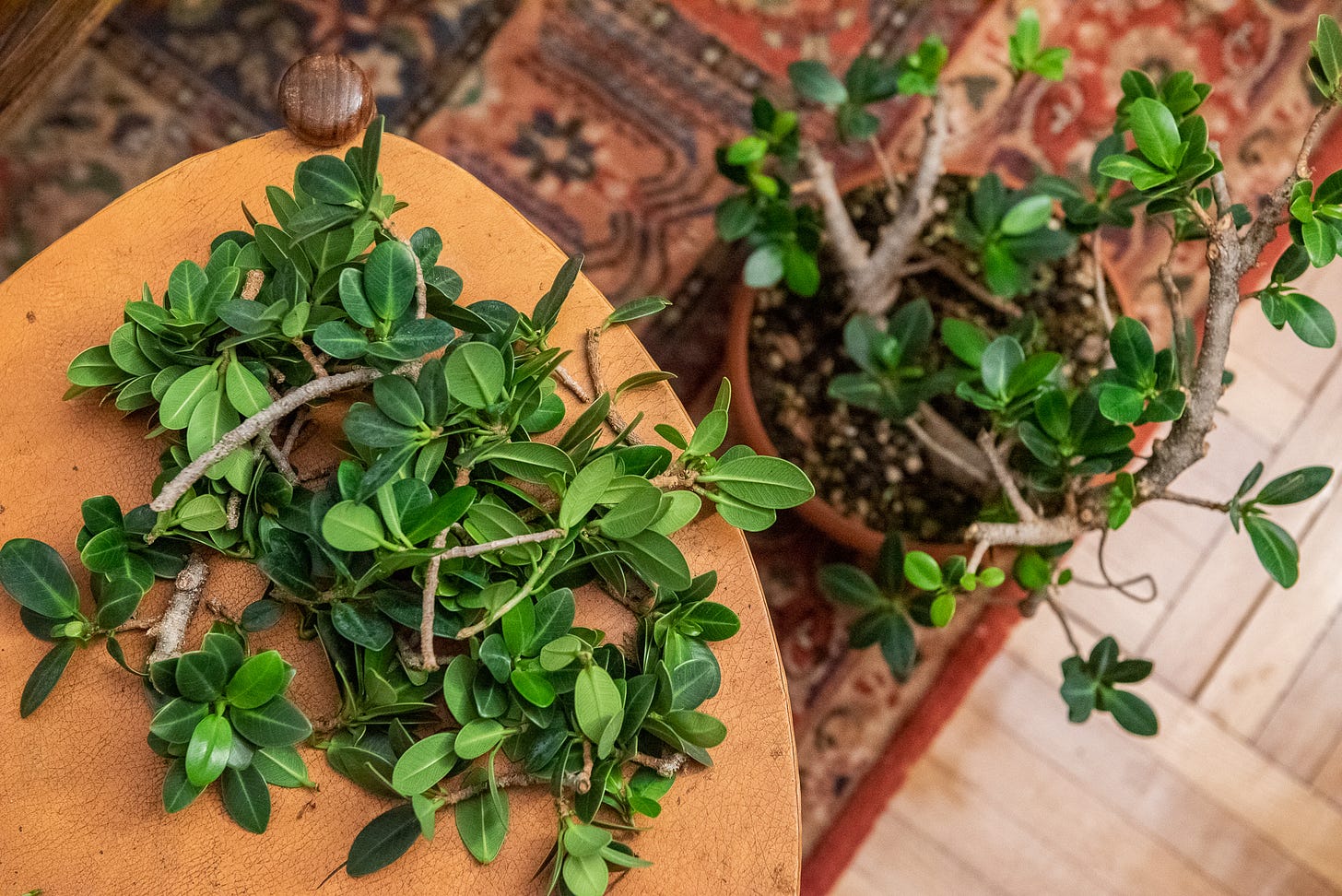 ID: A pile of all the foliage trimmed from the ficus, with the ficus next to it for comparison.