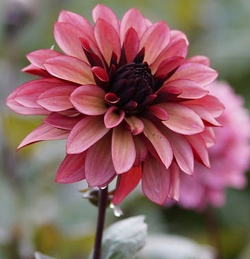 Dahlia Night Silence