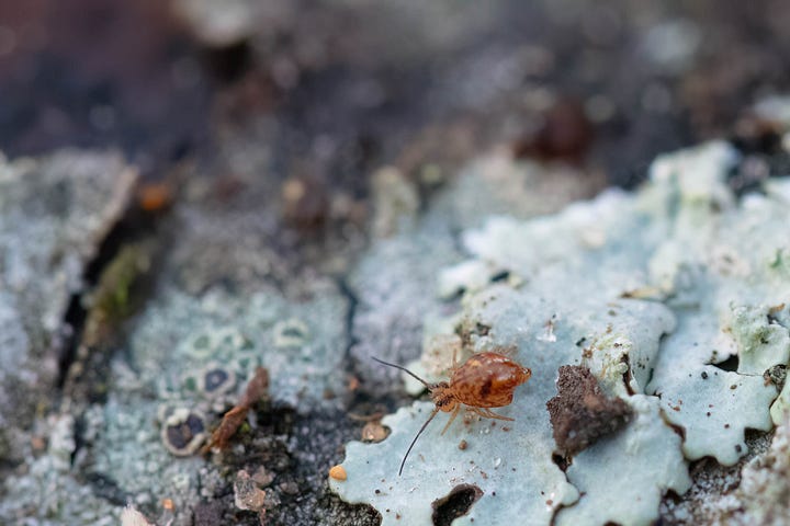Small yellow globular springtail on soil that looks like big shiny rocks because of how zoomed in the photo is; light orange-brown globular springtail with dark pink-purple markings facing the camera and sitting on some plywood, a similar globular springtail on pale blue foliose lichen on a stick, an off-white springtail with brown stripes on pale blue-green lichen.