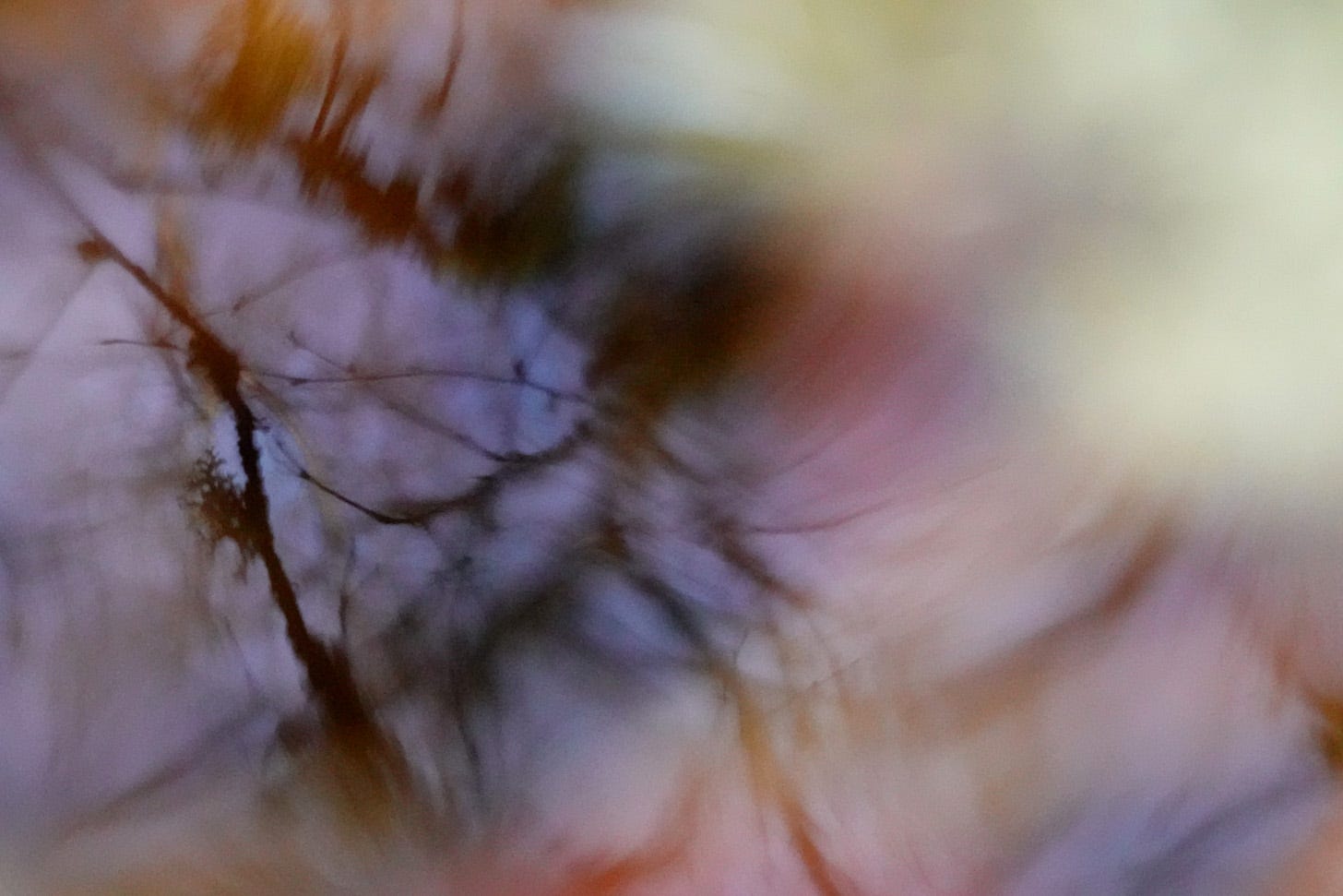 A silver birch tree (Betula pendula) reflected in water; photograph by Michela Griffith