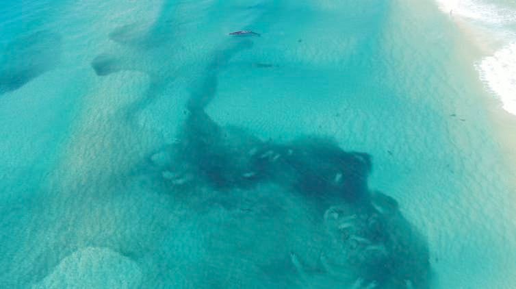 Aerial shot of Bryde’s whale in shallow waters near baitfish (darker areas) Aerial shot of Bryde’s whale in shallow waters near baitfish (darker areas)