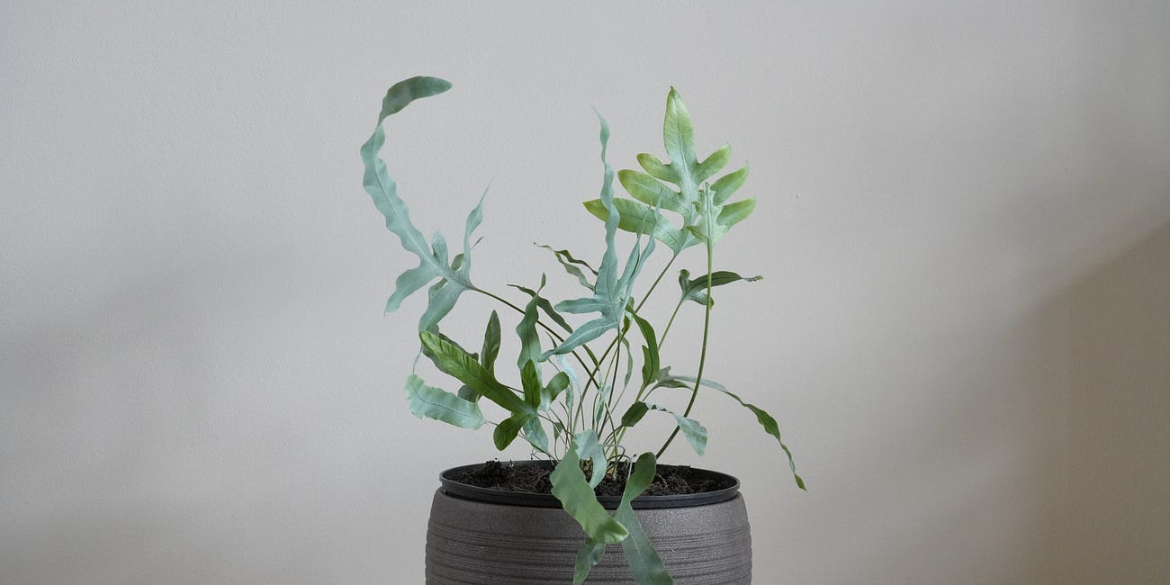 Phlebodium aureum 'Blue Star'