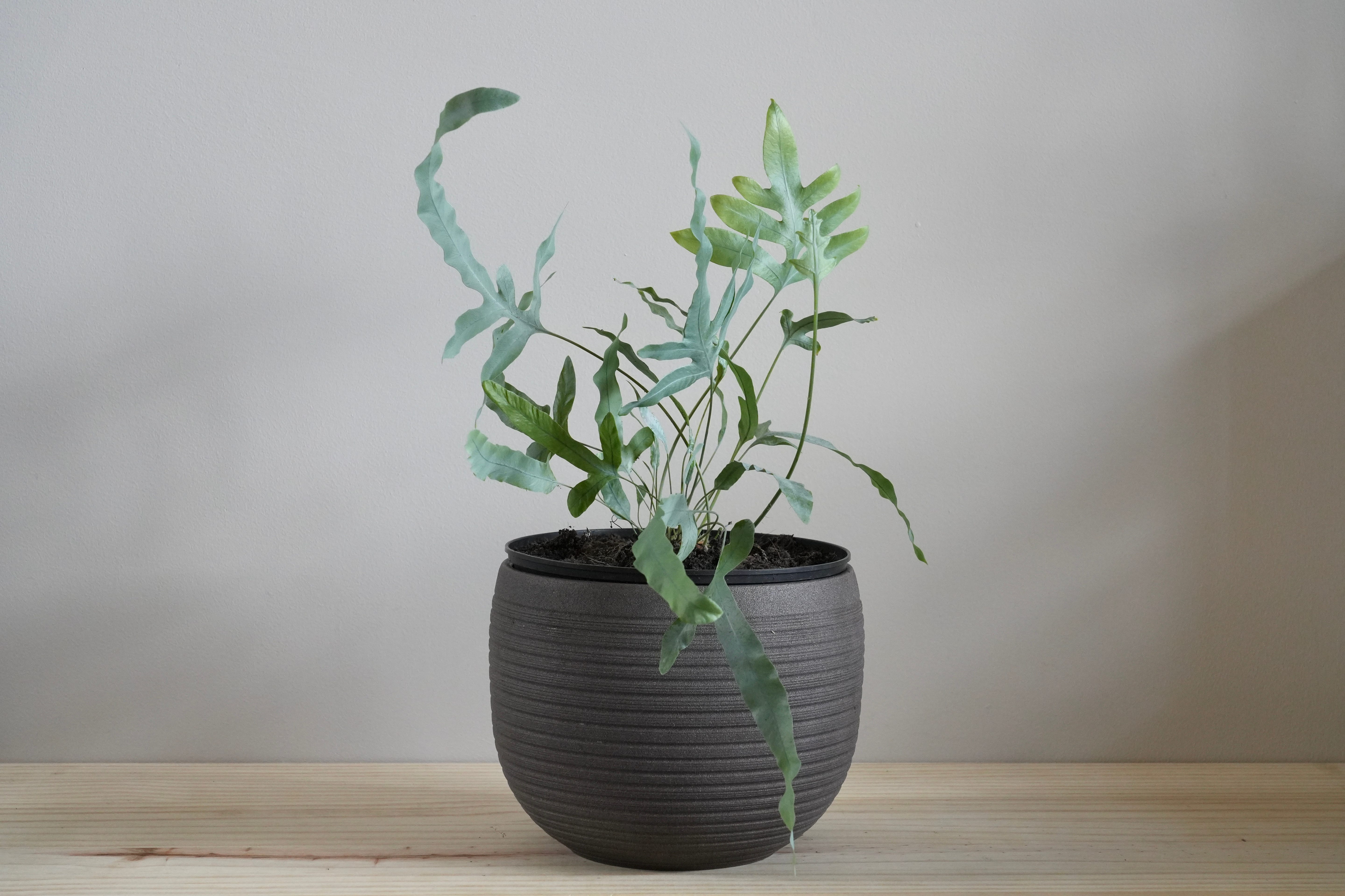 Phlebodium aureum 'Blue Star' easy houseplant
