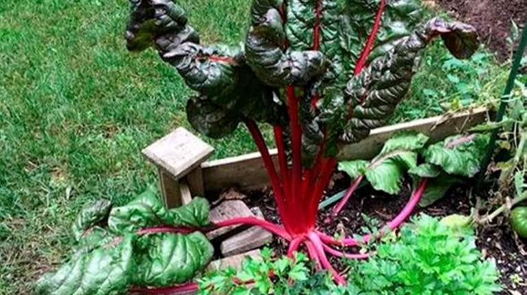 Rainbow Swiss chard can thrive well into fall when planted now... Rainbow Swiss chard can thrive well into fall when planted now...