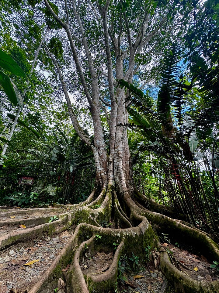 various nature scenes in photos from Amazon jungle in Peru. Earthen hut, Blue Morpho Butterfyle, Green Jungle Frog, crystal clear water at the bottom of a waterfall, giant tree with large roots exposed above ground.