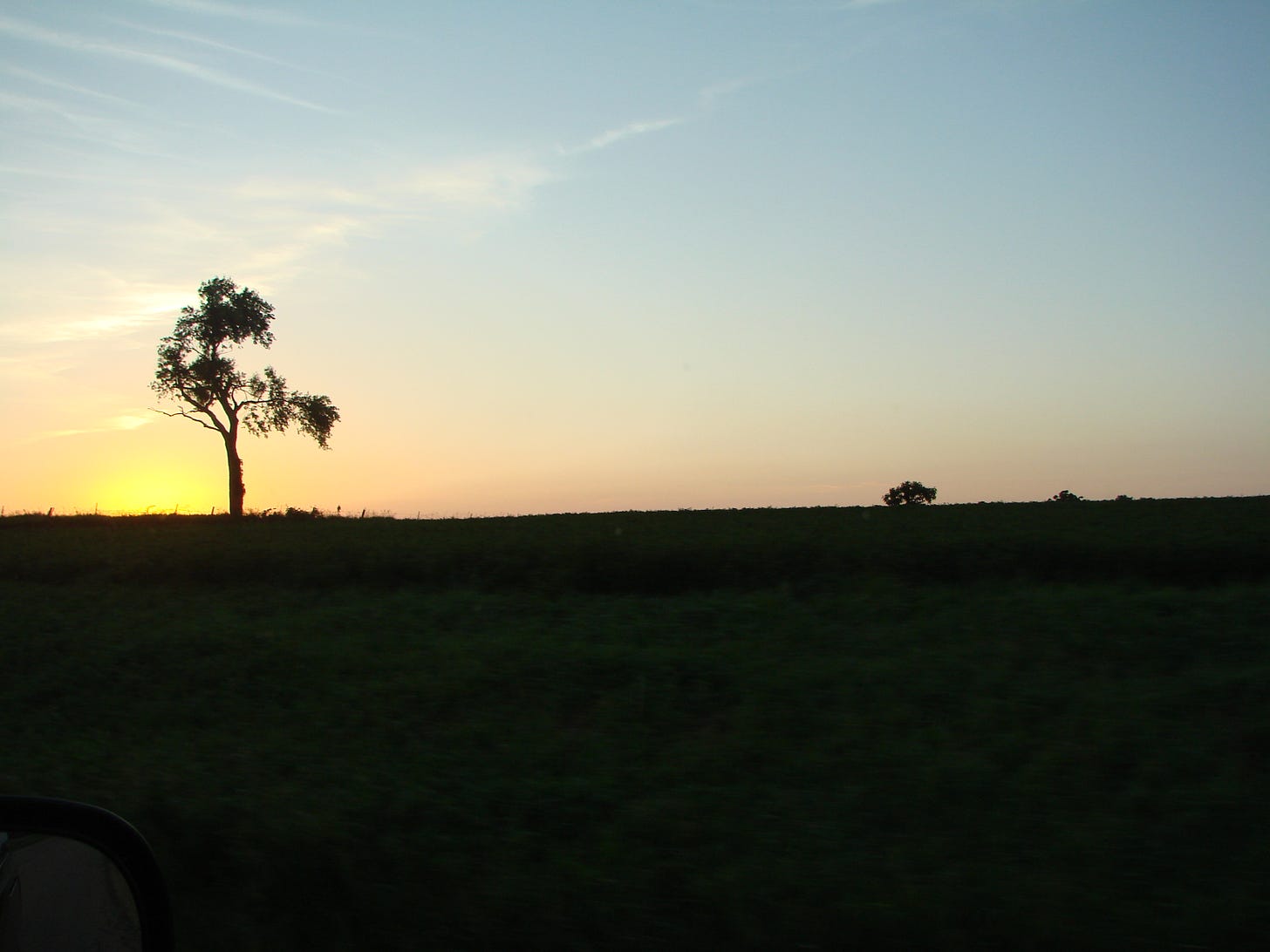 small young tree in silhouette against a pastel sunset sky (self realization)