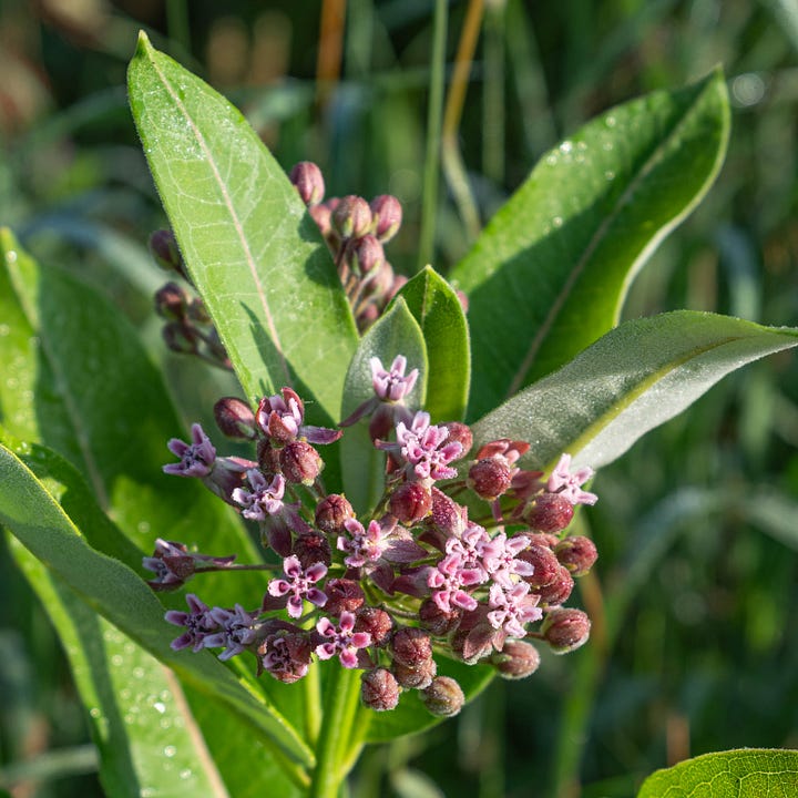 Diptych: Left and right images both contain a bunch of emerging small pink flowers with large green leaves behind.