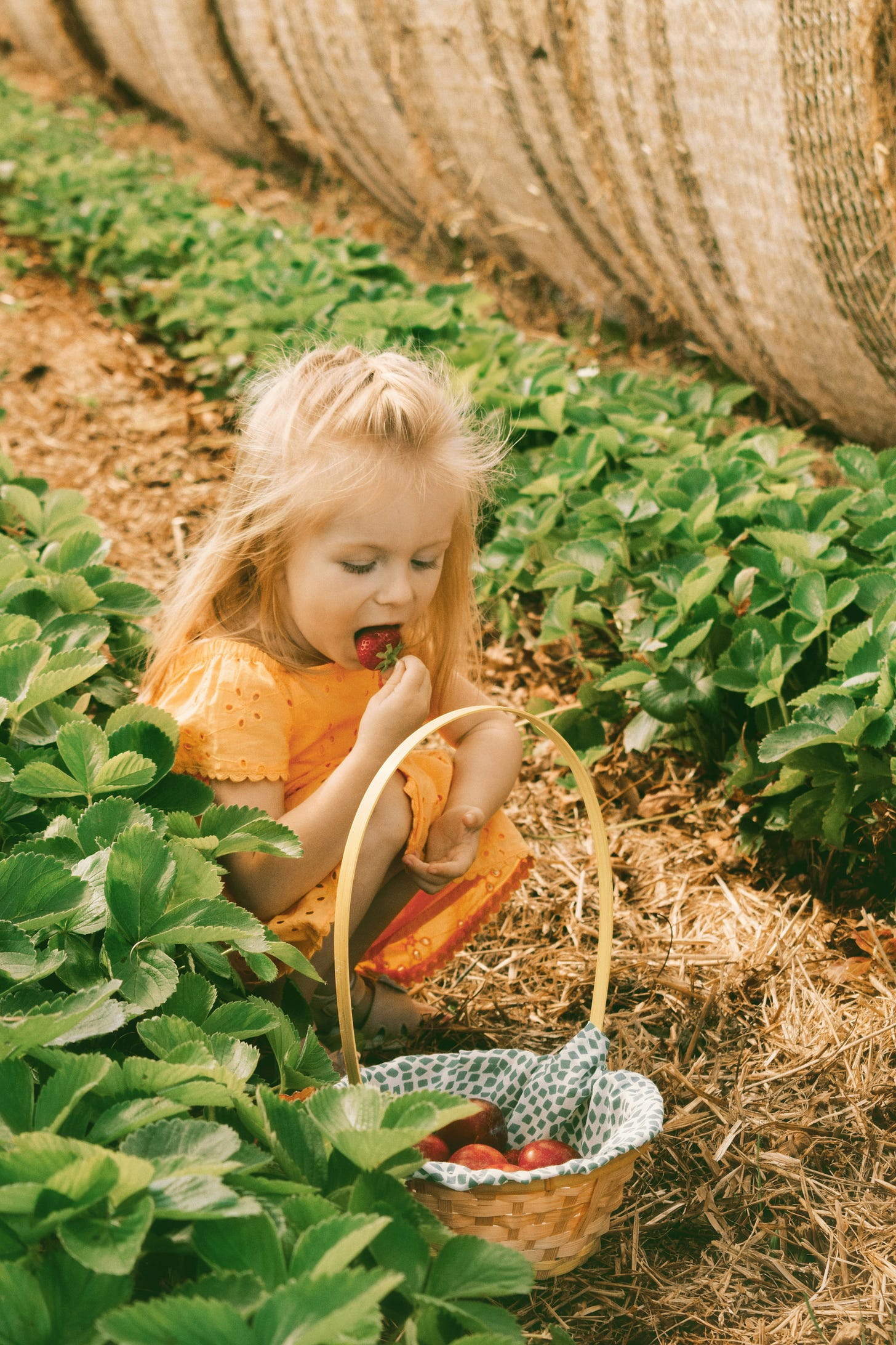 not for the faint of heart