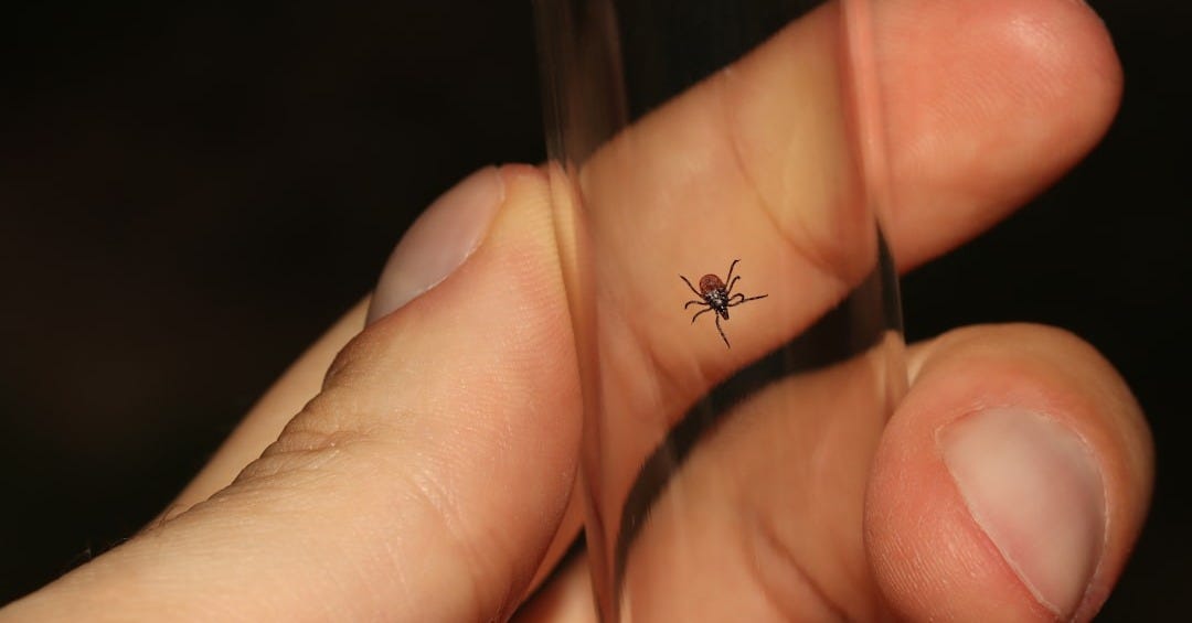 a person holding a small bug