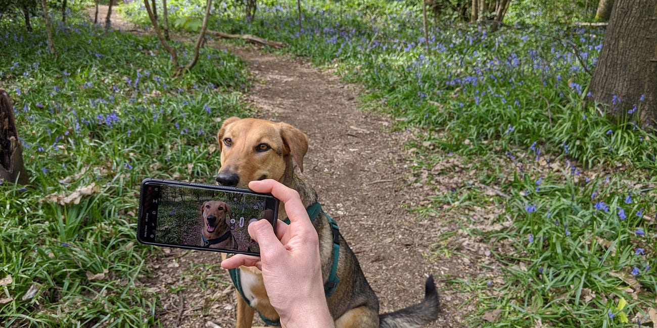 How Your Phone Can Help You ID and Connect With Nature
