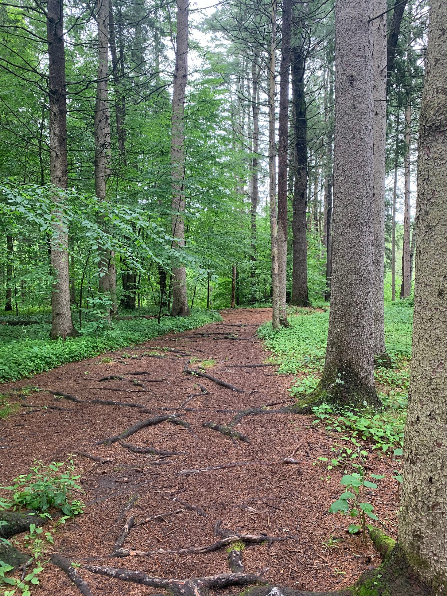a trail with brown ground and roots surrounded by tall green trees