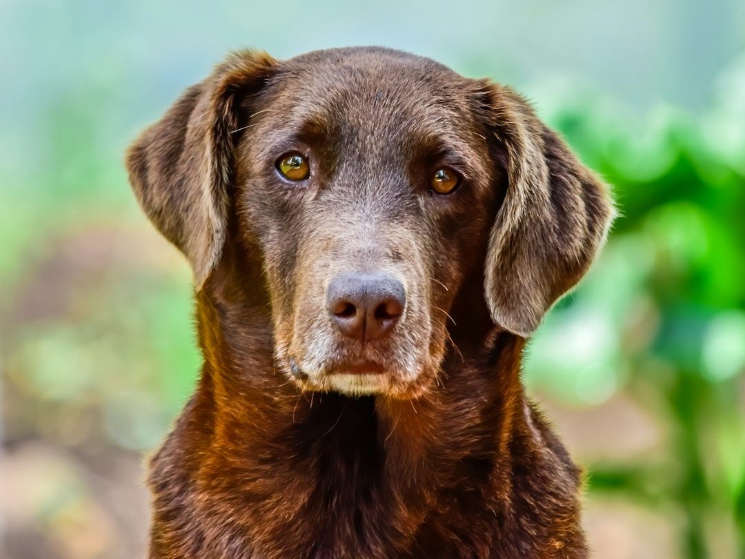 brown short coated dog in tilt shift lens brown short coated dog in tilt shift lens