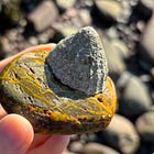 In Praise of Limpets