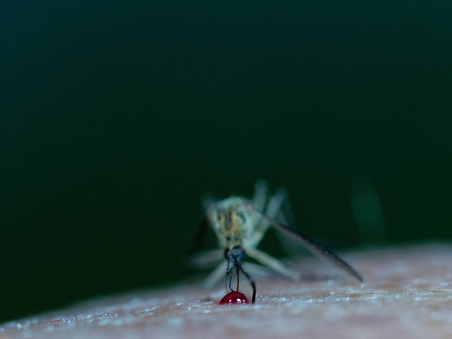 Mosquito with drop of blood