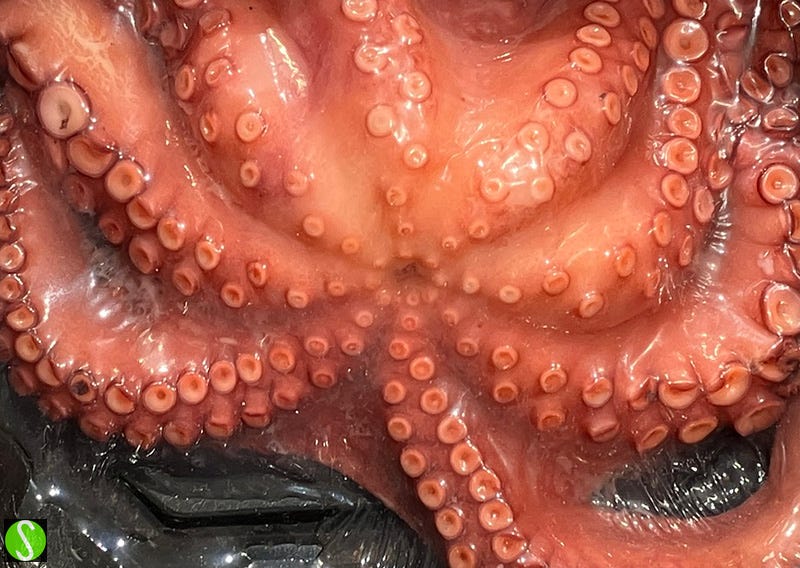 photo by Steve Butcher of vacuum packed octopus